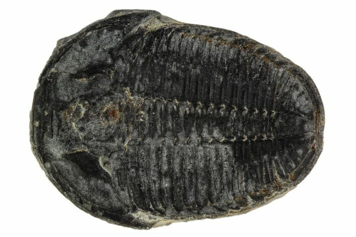 Elrathia Trilobite Fossil - Utah #108648